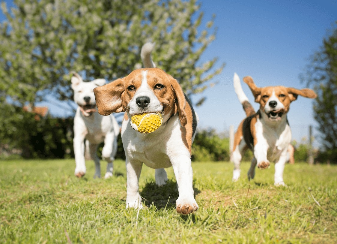 Honden park